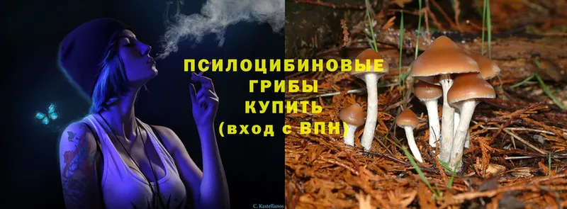 Псилоцибиновые грибы Psilocybine cubensis Ставрополь